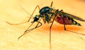 dengue